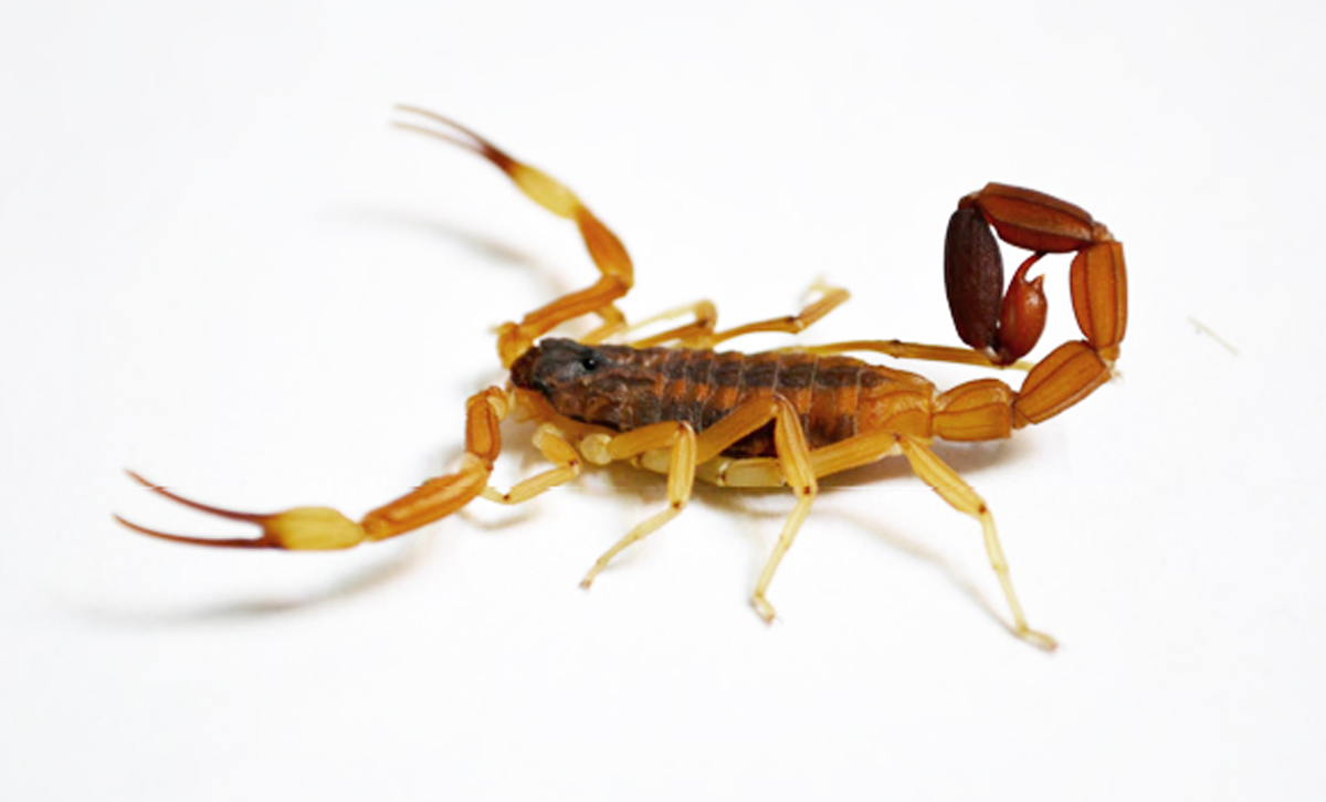 Tityus trivittatus. [Foto: Argentina.gob.ar]