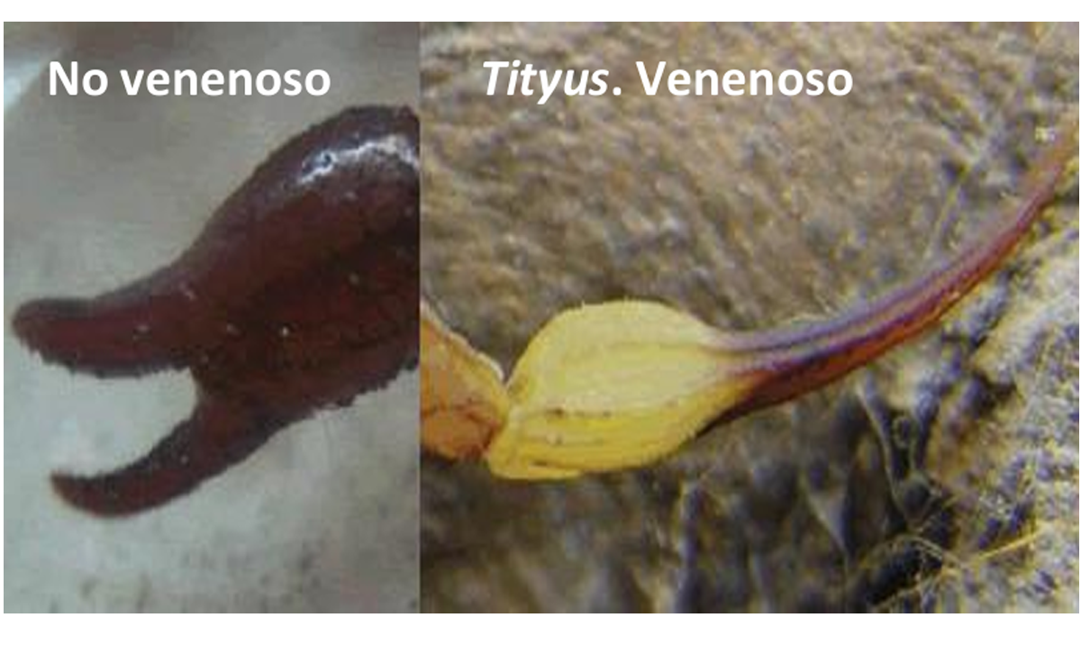No Venenoso / Tityus Venenoso. [Foto: Ministerio de Salud]