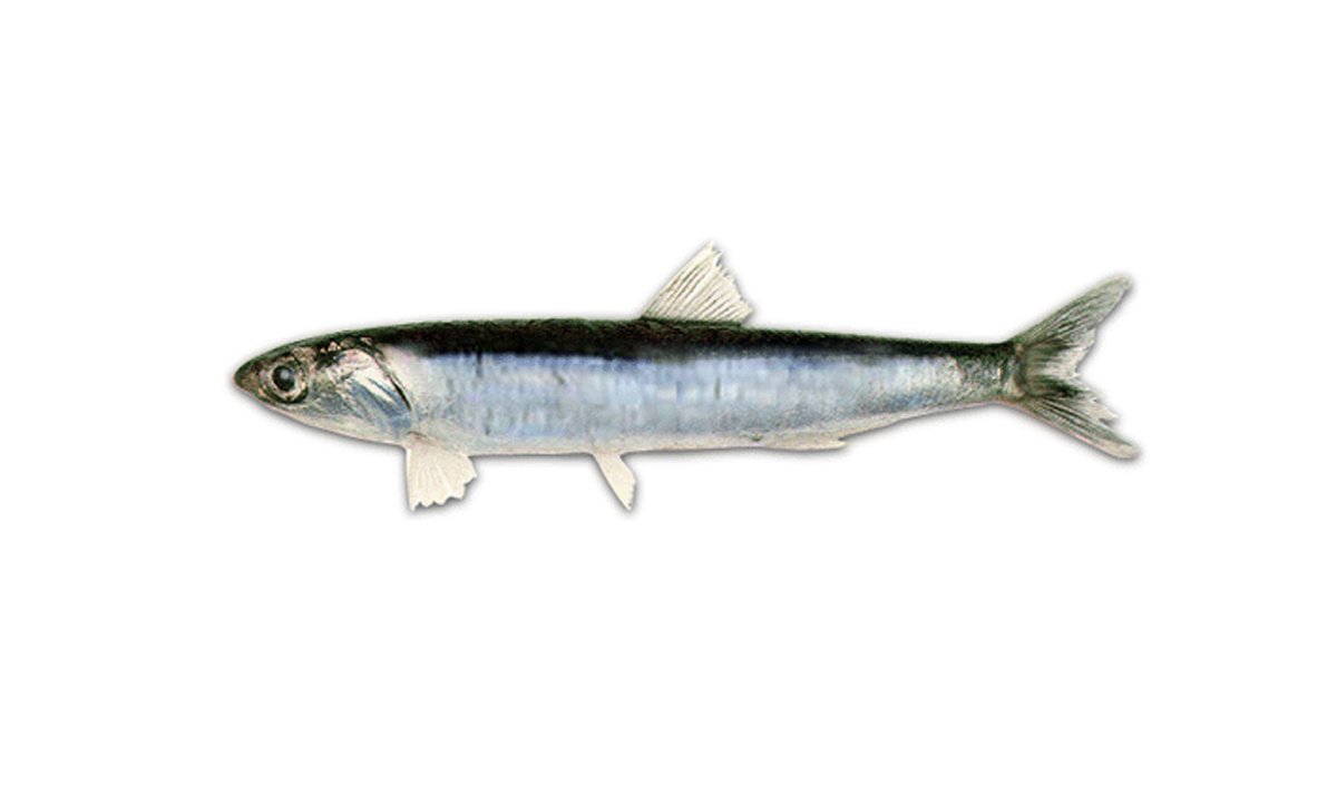 Anchoita [Foto: Argentina nativa]