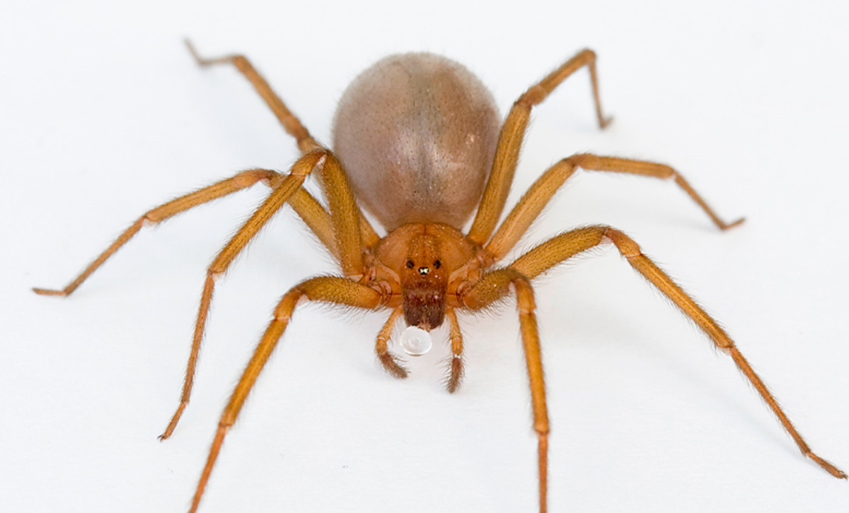 Loxosceles (Araña Violinista) [Foto: Anipedia]