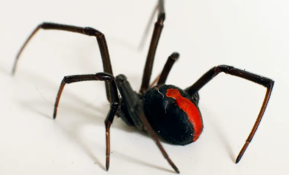 Latrodectus (Viuda Negra) [Foto: National Geographic]