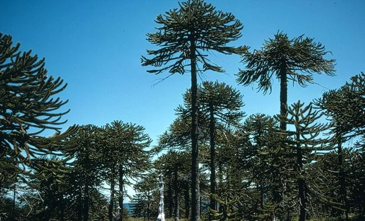 Bosque de Araucarias [Foto: J.Hyvönen & Stenroos]