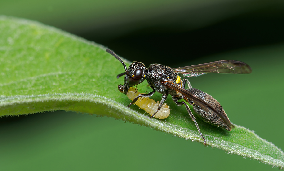 Polybia scutelaris (Camoatí). [Foto: Rodrigo Fernandez / FotoNat]