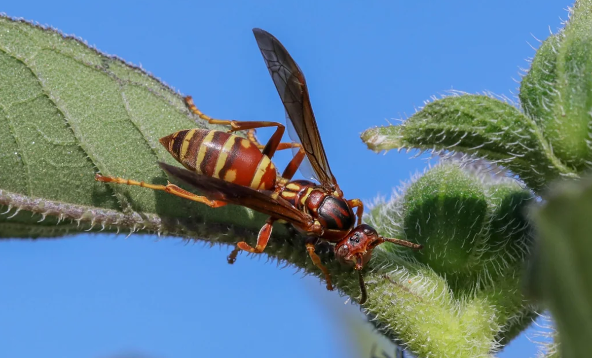 Polystes sp (Avispa Colorada). [Foto: reddit]