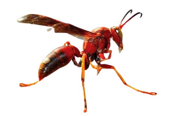 Avispa Roja (Vespa rubra). [Foto: EncicloVida]