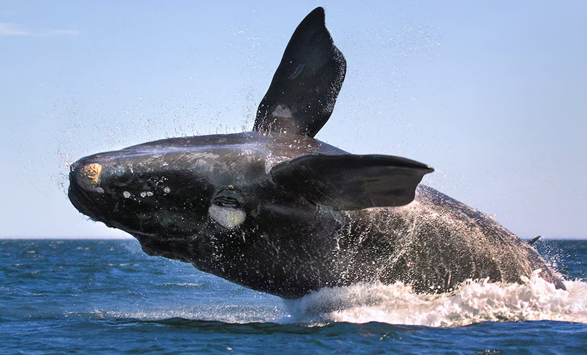 La Ballena Franca Austral [Foto: infobae]