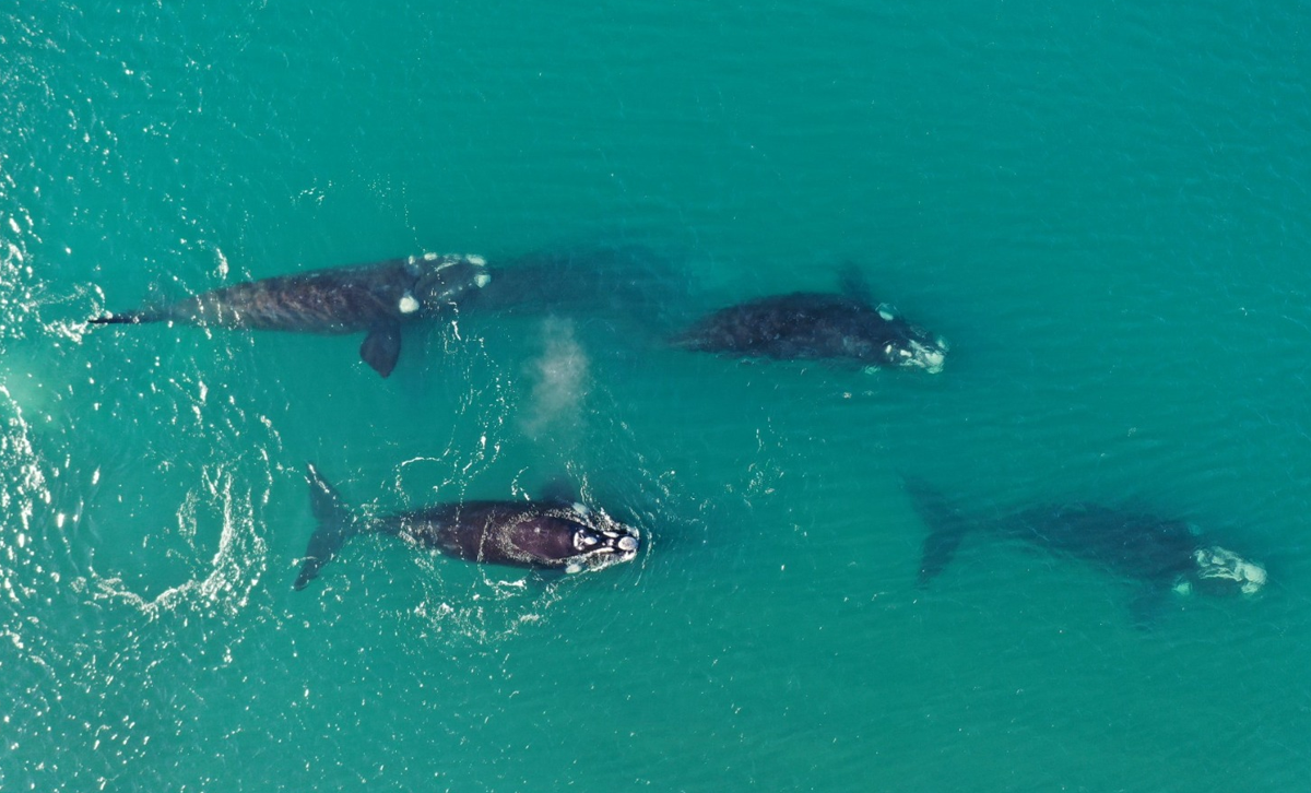 Ballenas Francas Australes [Foto: Argentina.gob.ar]
