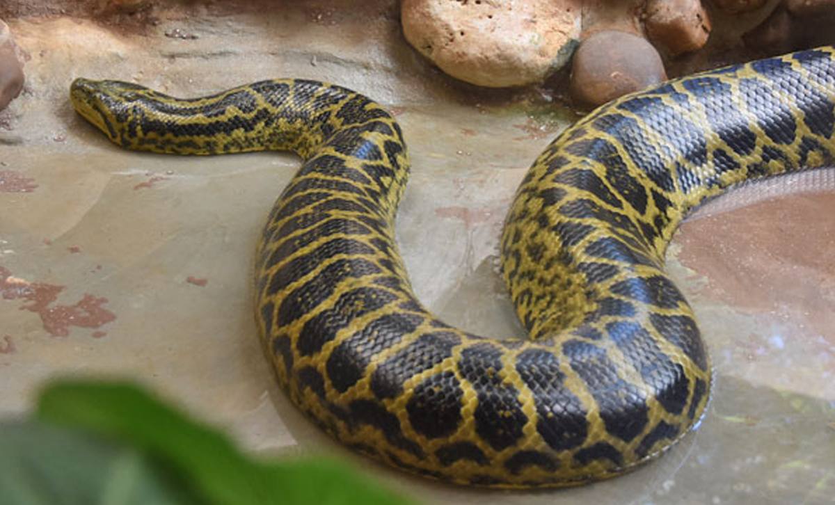 Boa Coriyú [Foto: Zoo Institutes]