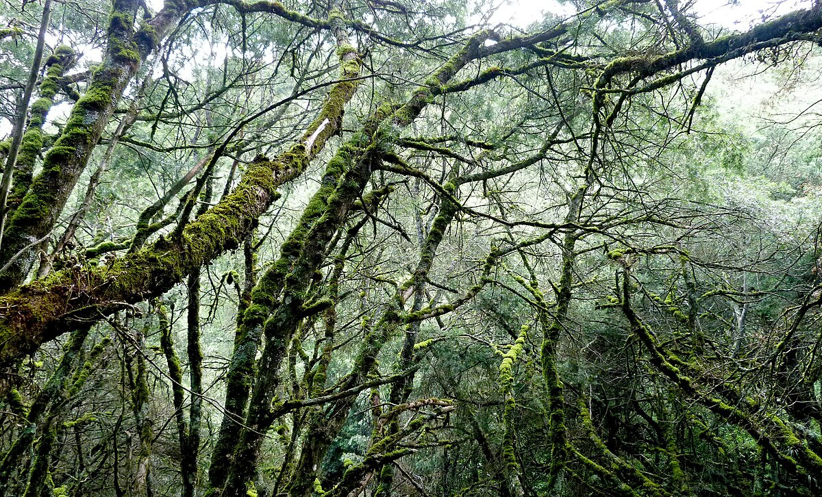 Bosque Montano [Foto: wikipedia]
