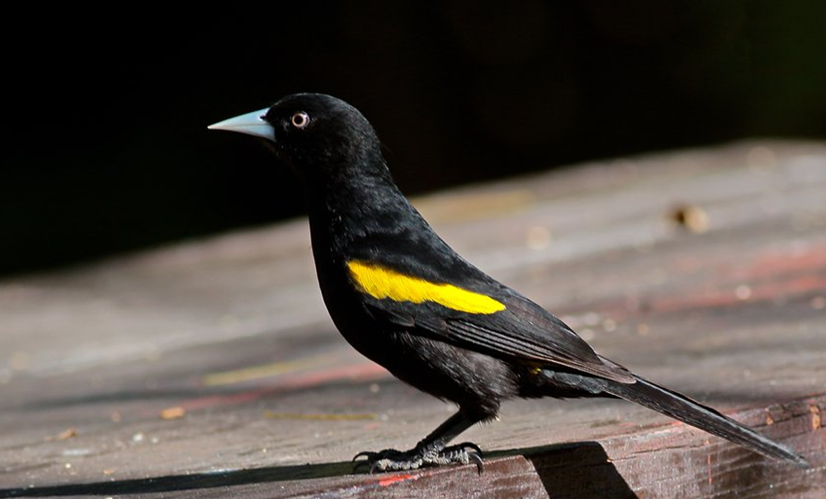 Boyero Ala Amarilla [Foto: Aves Argentinas]