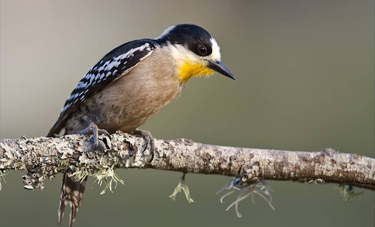 Carpintero de los Cardones [Foto: Aves Pampa]