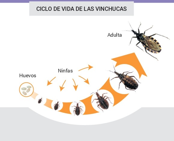 Ciclo de vida de las vinchucas. [Imagen: Argentina.gob.ar]