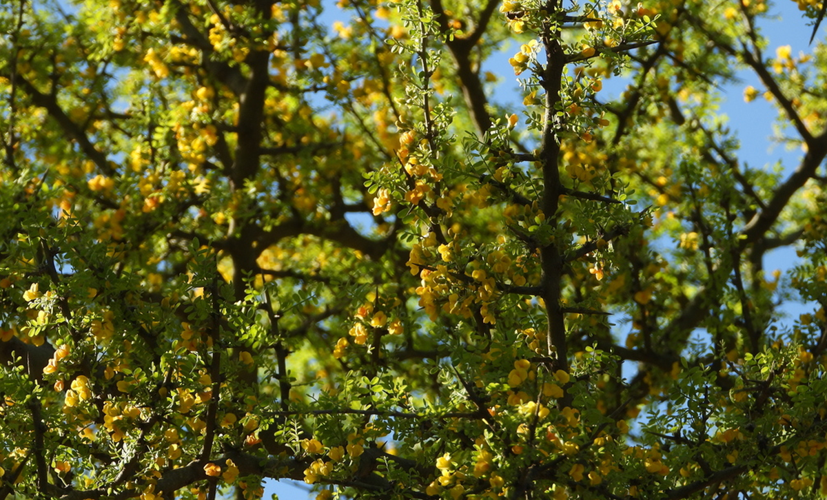 Chañar [Foto: Silvia Mallet / Pangea]