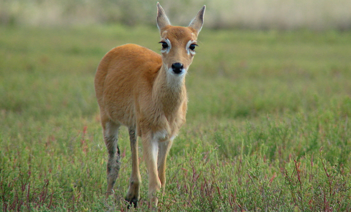 Ciervo de las Pampas [Foto: Sobre la Tierra]