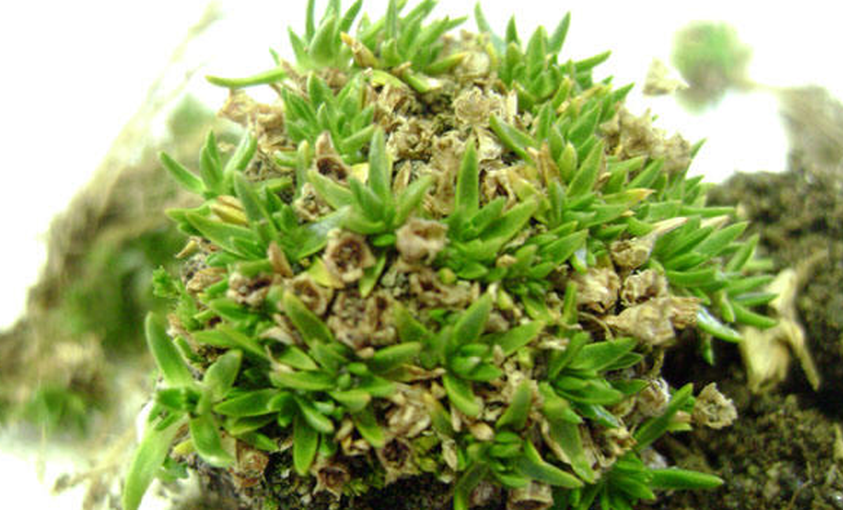 Clavelito Antártico (Colobanthus quitensis) [Foto: Inach / Asoc. Civil Antarkos]