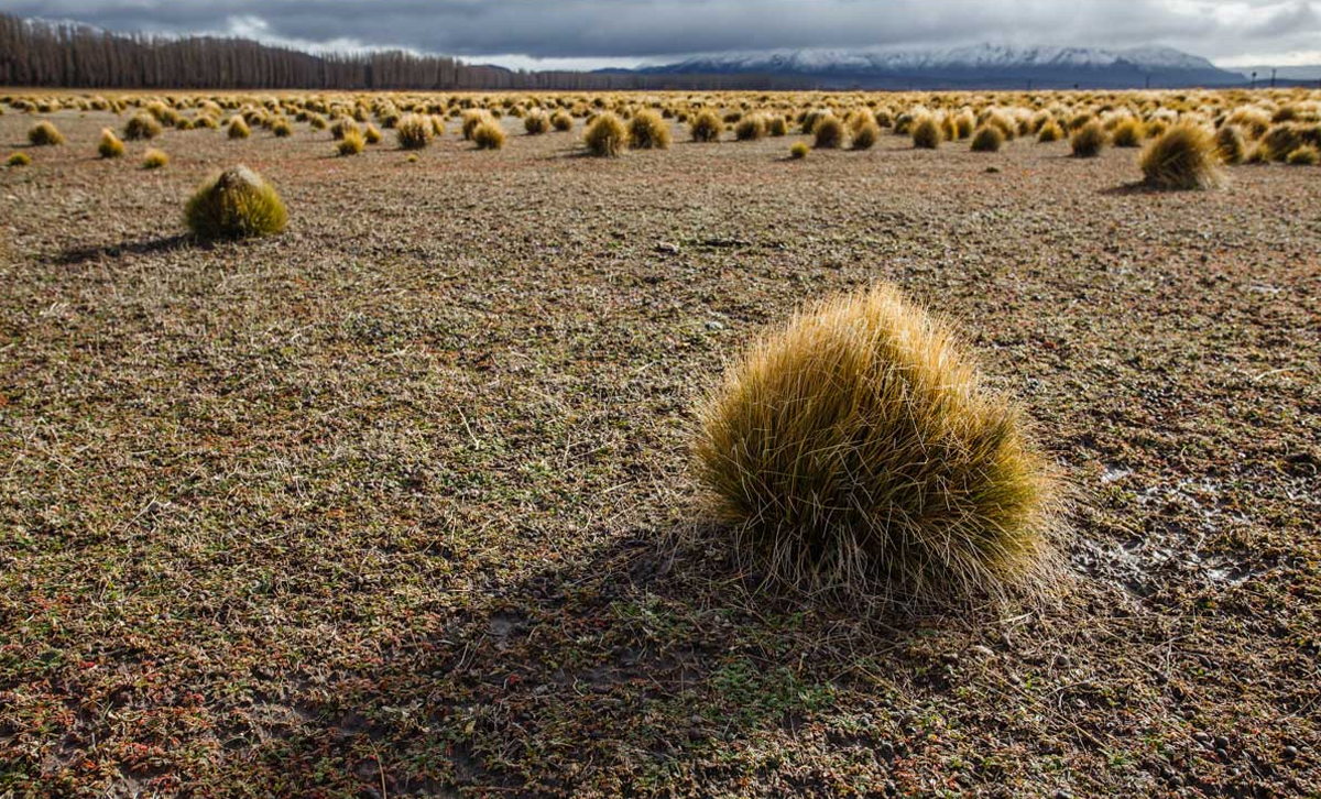 Coirón [Foto: Administración Del Área Península Valdés]