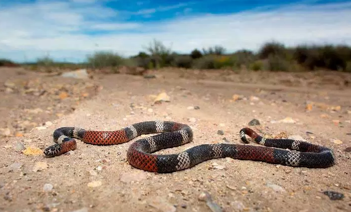 Coral (Micrurus pyrrhocryptus) [Foto: MásNQN]