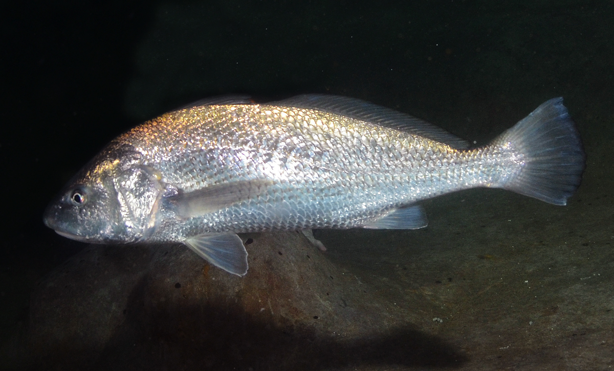 Corvina Rubia [Foto: Proyecto Arrecife]