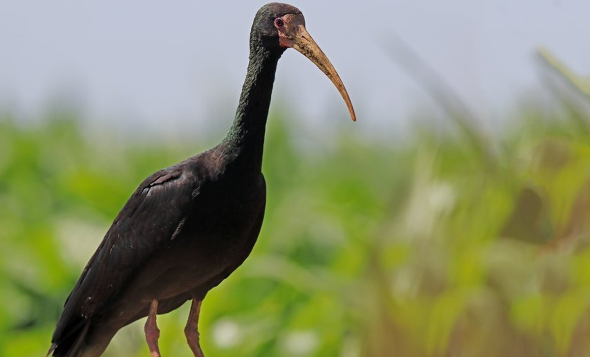 Cuervillo Cara Pelada [Foto: Aves Pampa]