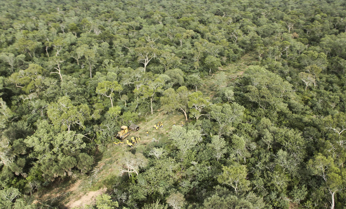 El desmonte del bosque chaqueño se aceleró entre 1985 y 2013. [Foto: Greenpeace]