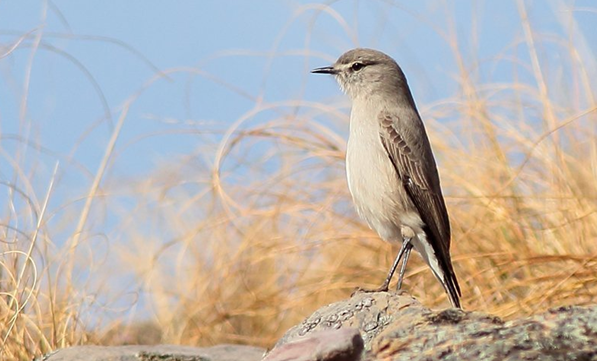 Dormilona Puneña [Foto: Aves Pampa]