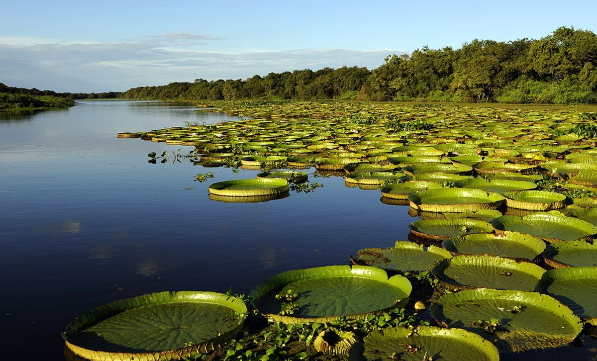 Esteros del Iberá [Foto: Alicante Turismo]