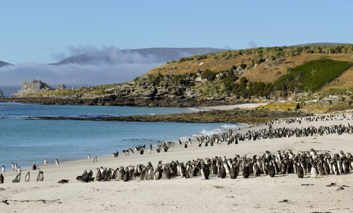 Islas Malvinas [Foto: Oceanwide Expeditions]