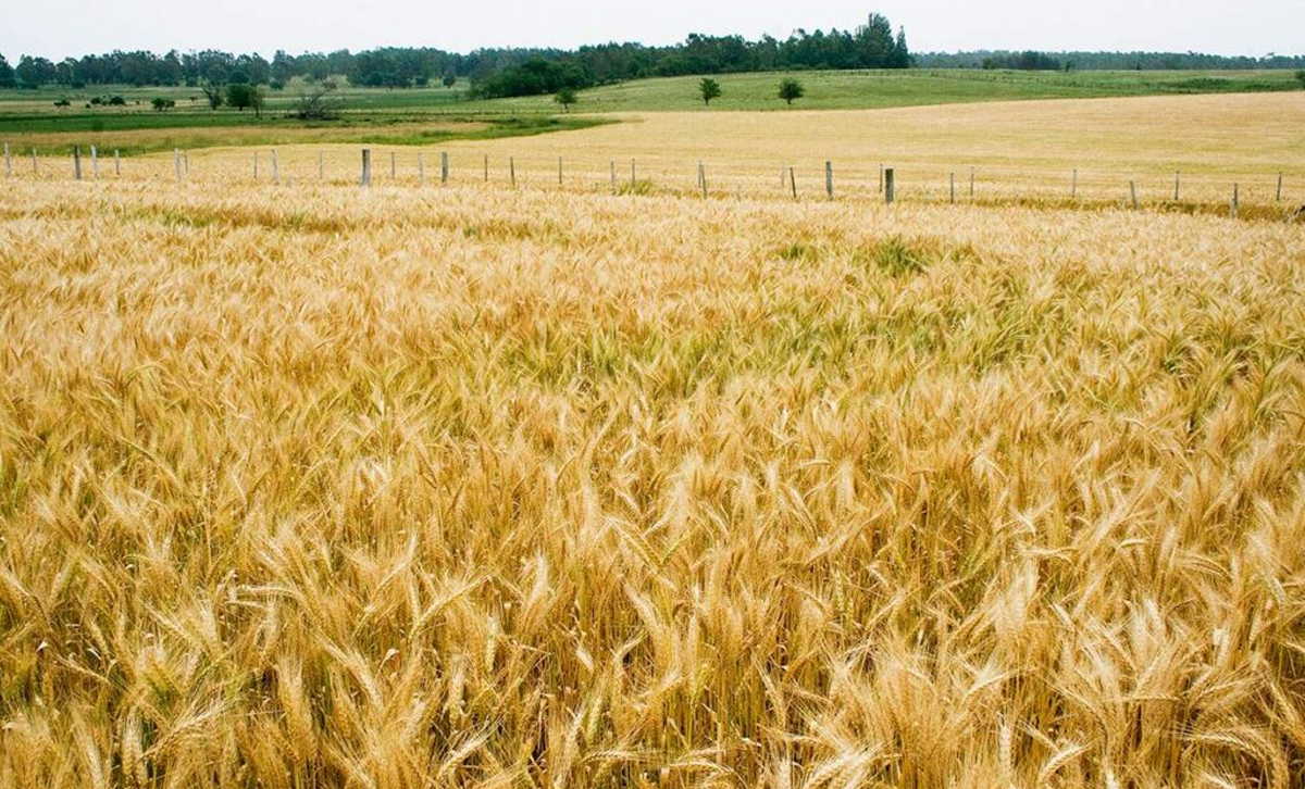 Pampa [Foto: Telam / Tierra Viva]