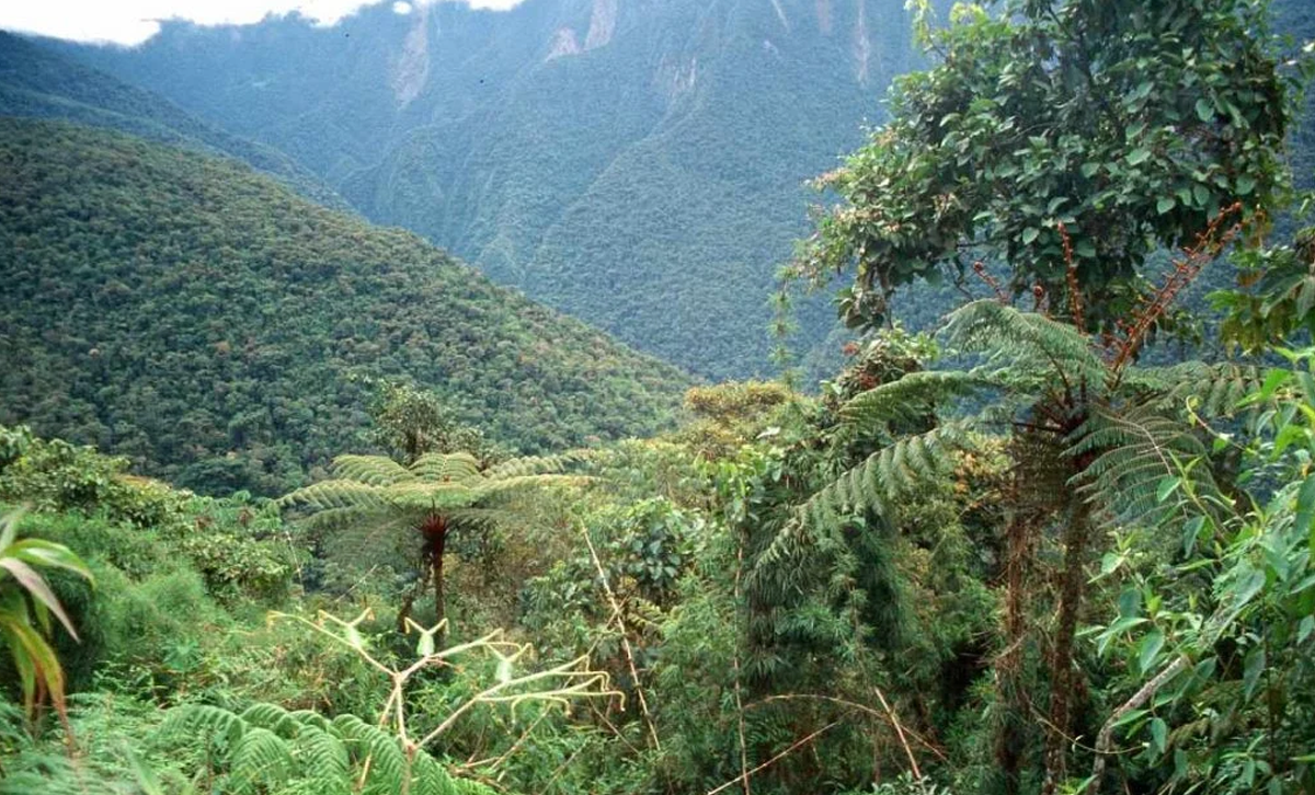 Selva Paranense I [Foto: Economis]