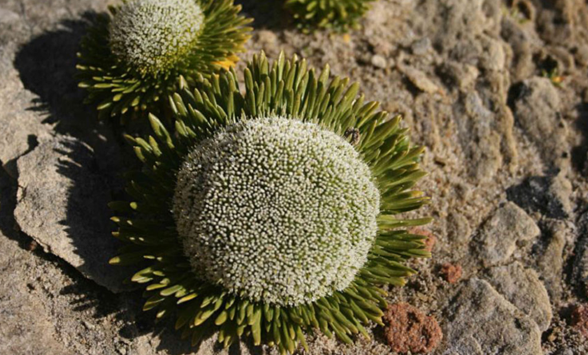 Gaimardia australis [Foto: Rebeca Upson / Pangea]