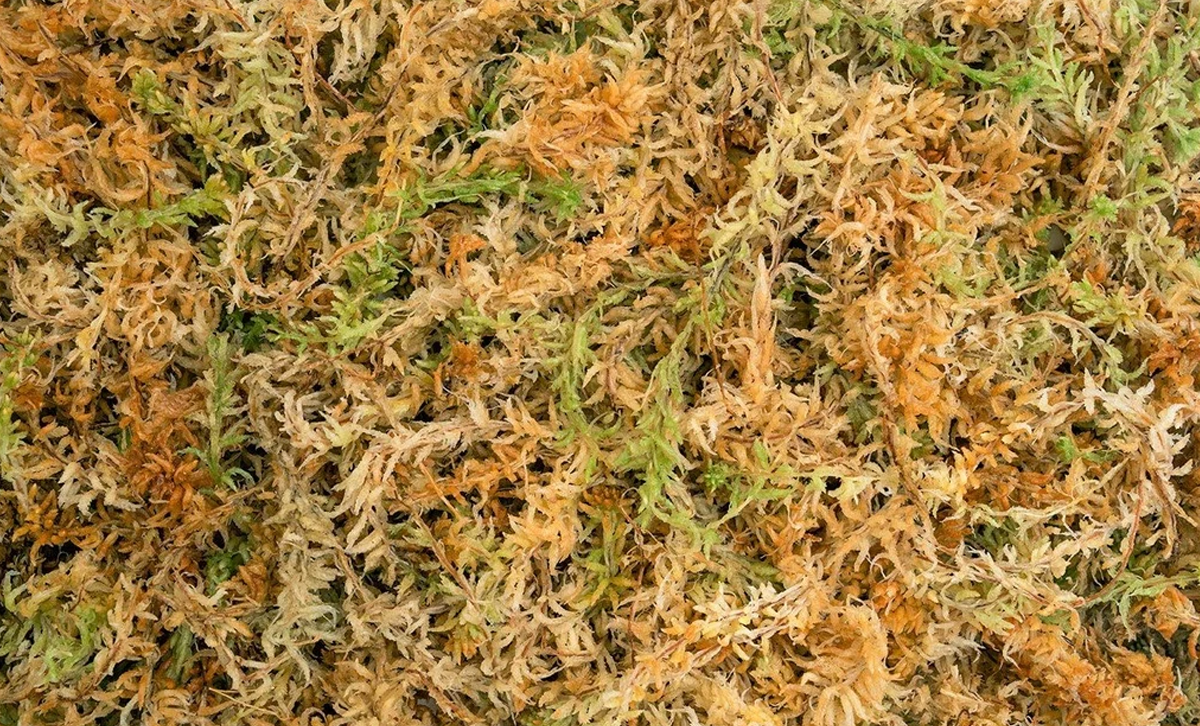 Musgo Sphagnum [Foto: Pearl River Exotics]