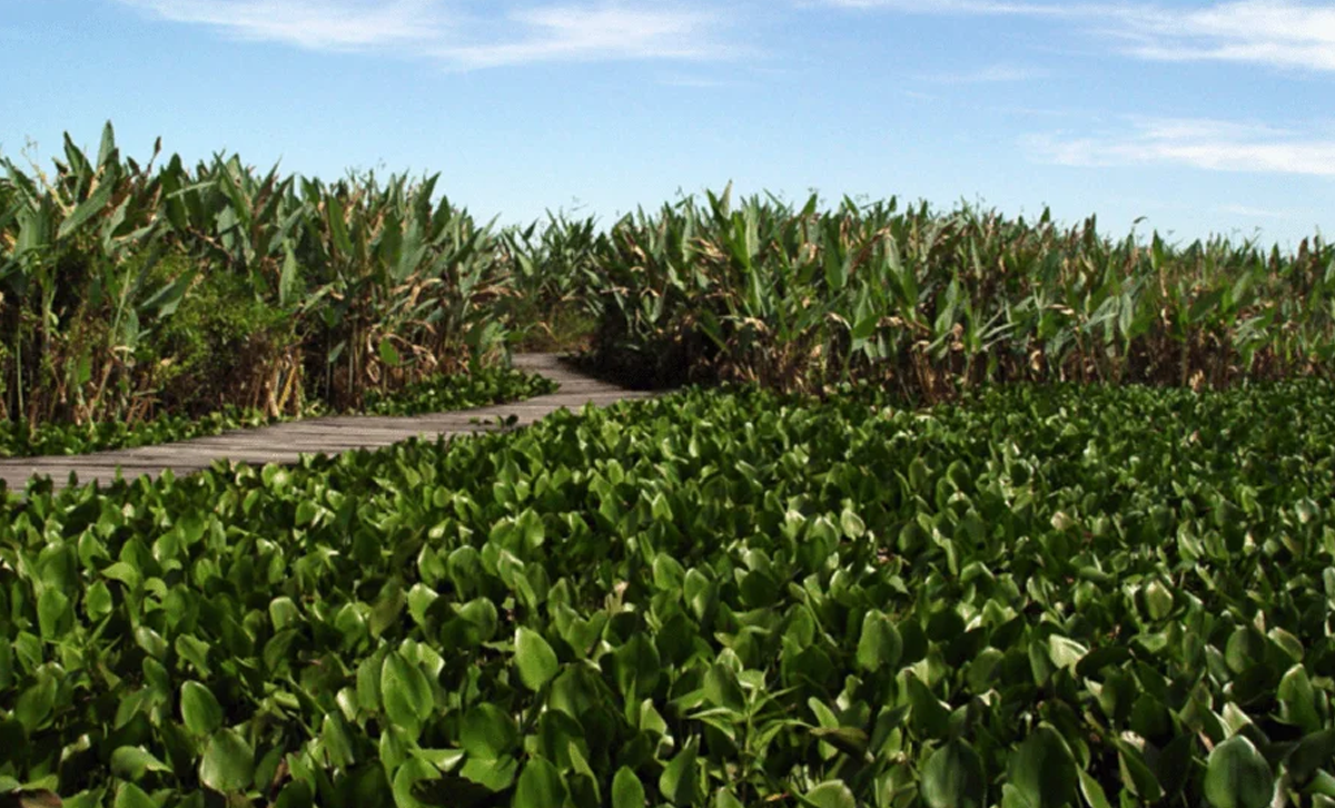 Chaco Húmedo - fisonomía de la vegetación [Foto: Revelando Nuestras Regiones]