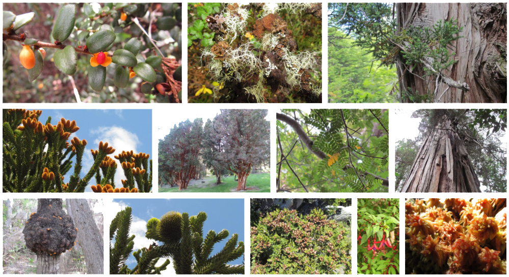 Flora de los Bosques Patagónicos [Foto: Revelando Nuestras Regiones]
