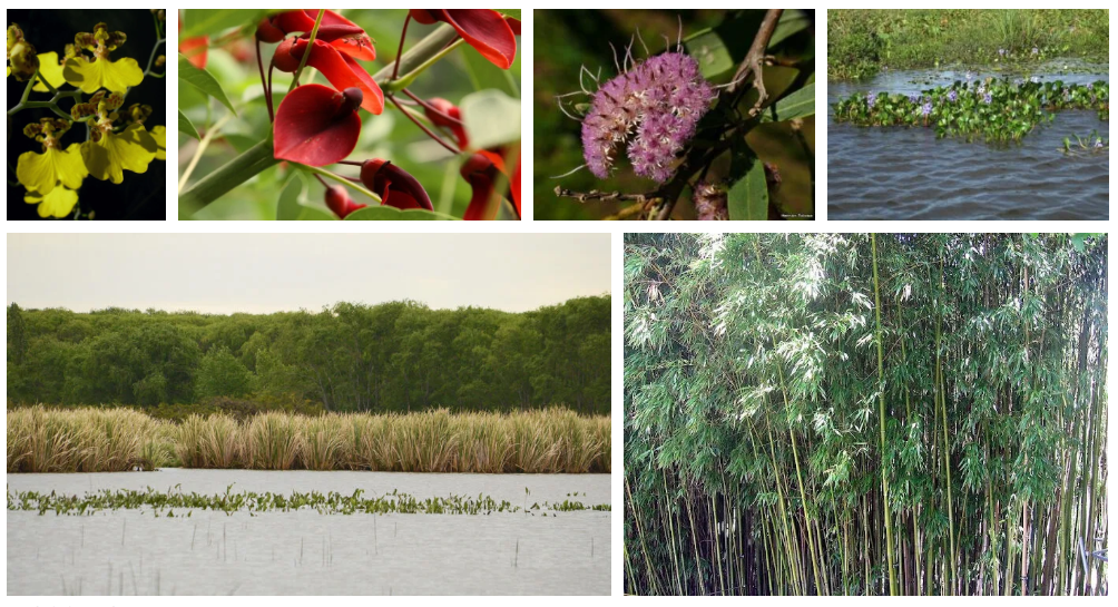 Flora del Delta del Paraná [Foto: Revelando Nuestras Regiones]