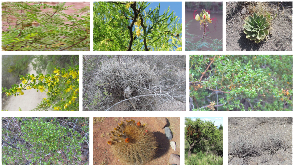Flora de los Montes de Sierras y Bolsones I [Foto: Revelando Nuestras Regiones]