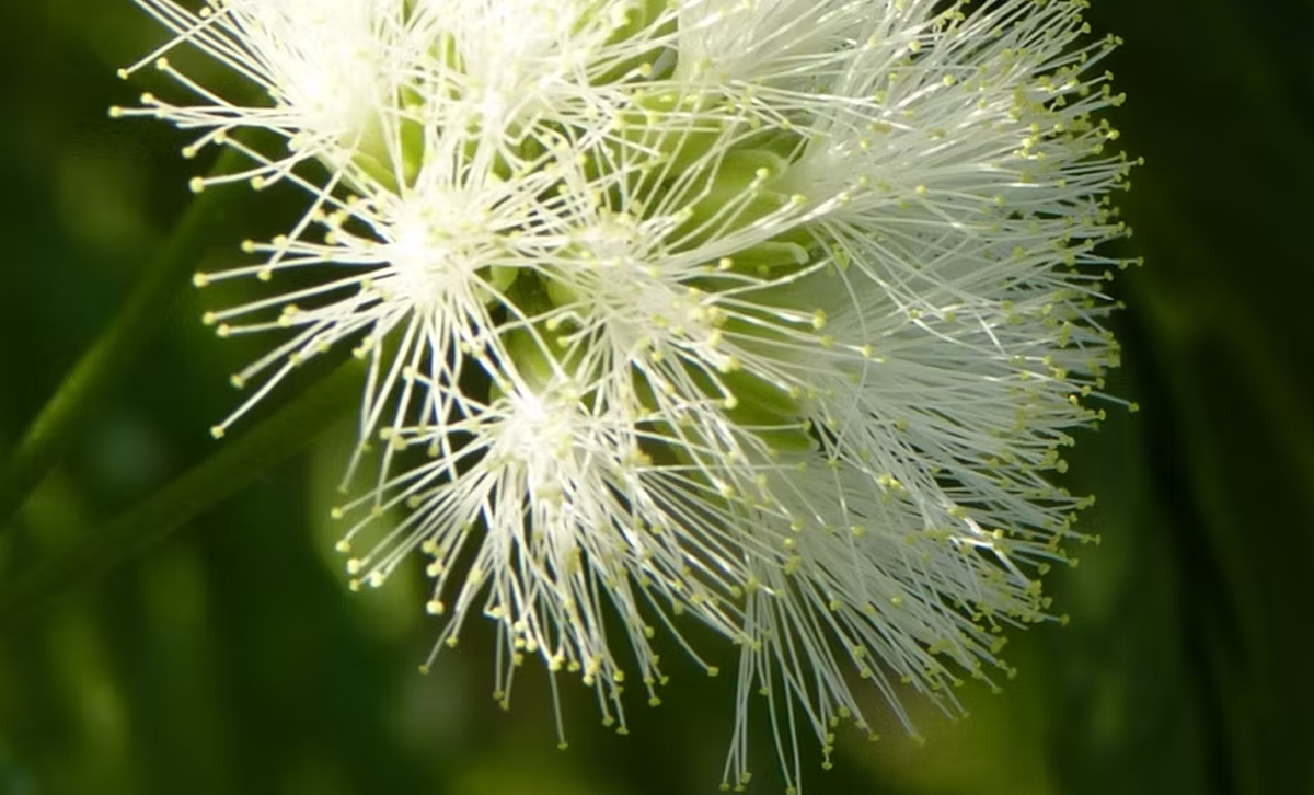 Flor del Timbó [Foto: Fundación Cassara]