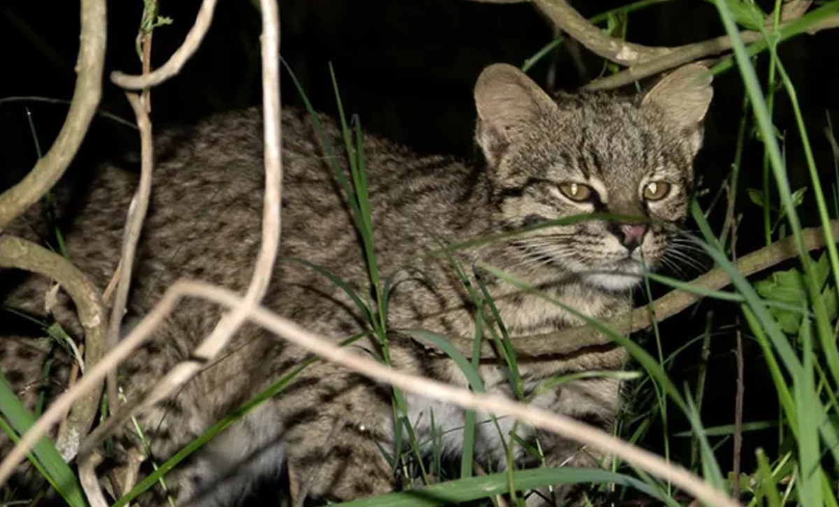 Gato Montés [Foto: UNO Entre Ríos]