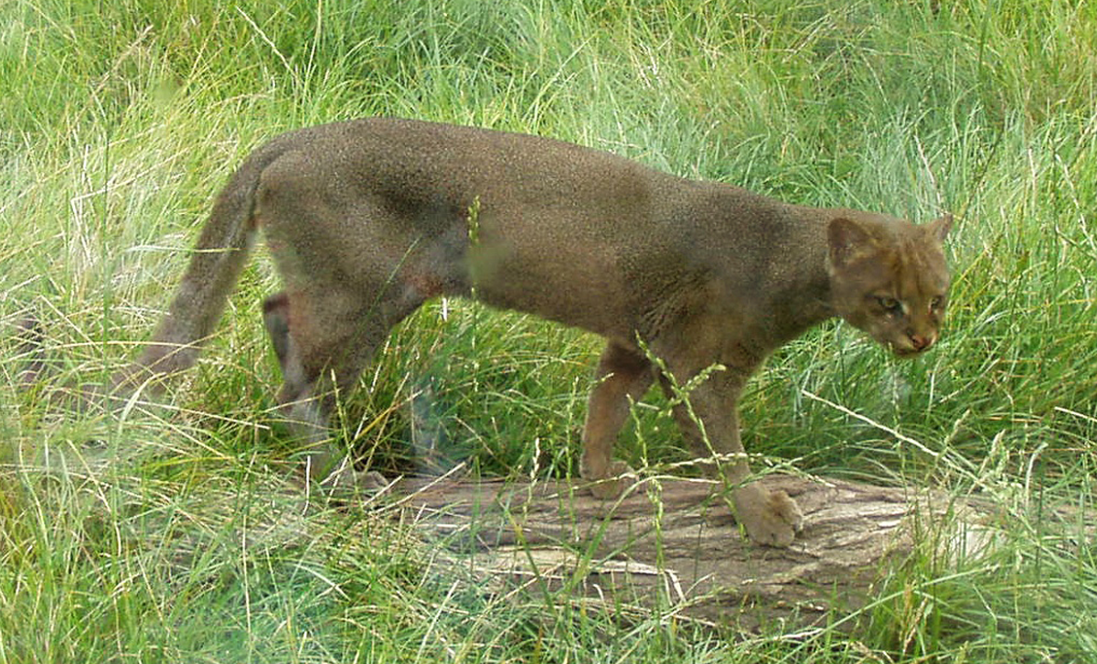 Gato Moro [Foto: Wikipedia]