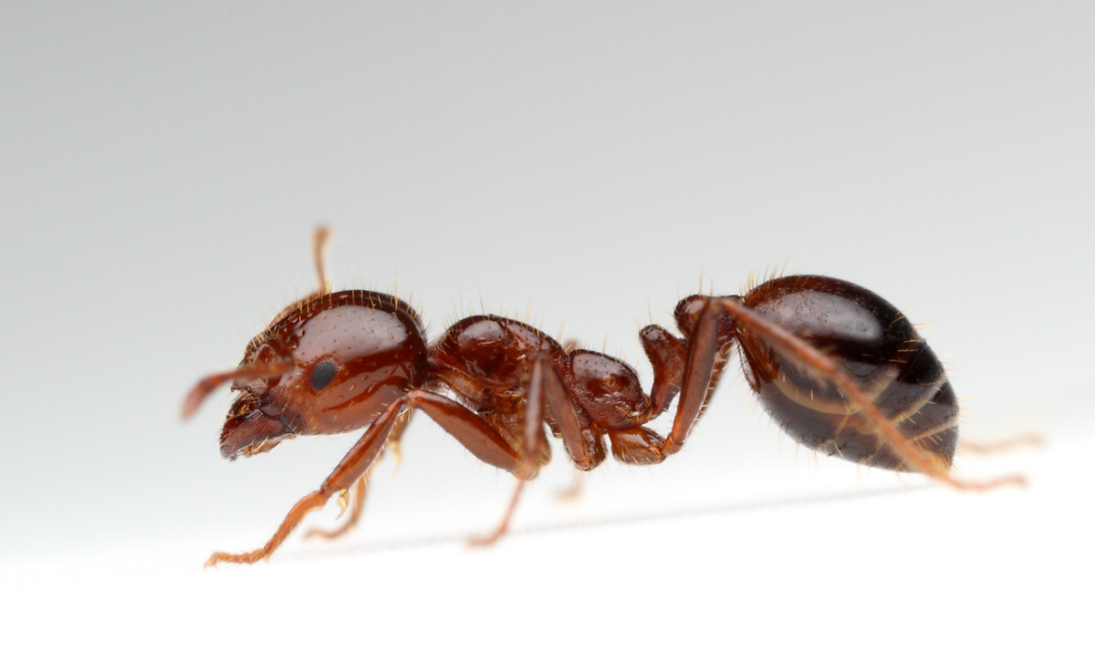 Solenopsis invicta (hormiga de fuego). [Foto: Alex Wild]