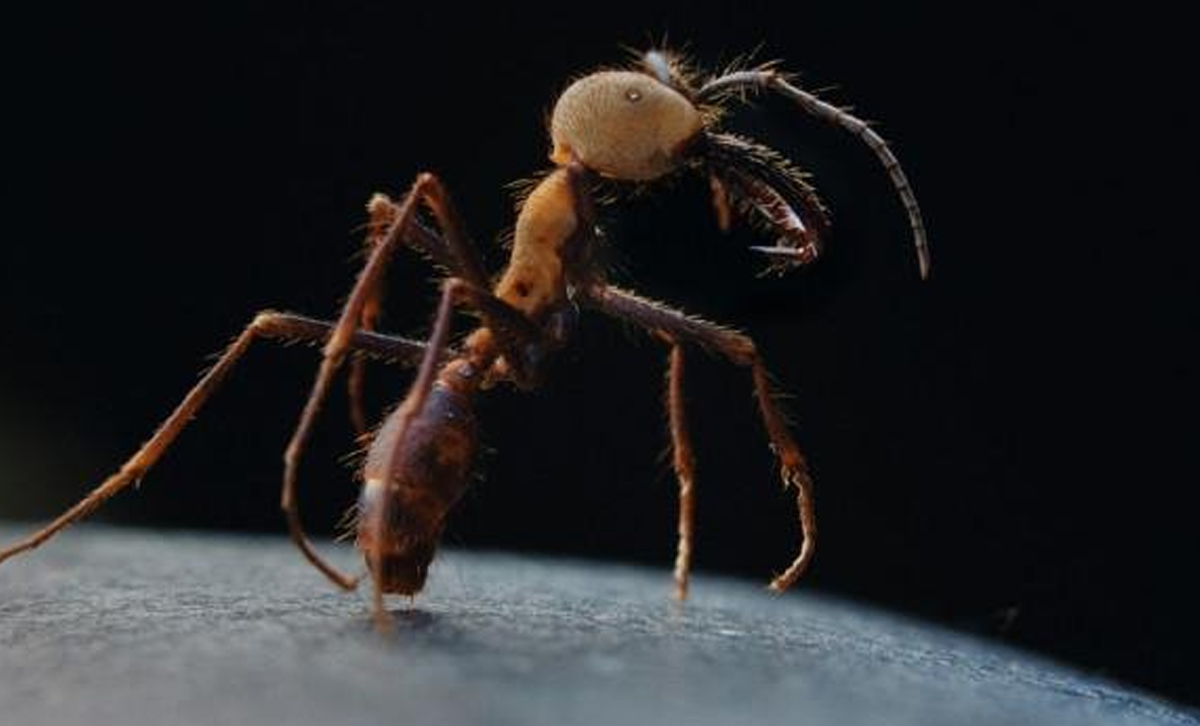 Hormiga legionaria o soldado (pertenece al género Eciton). [Foto: XTEC]