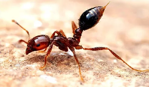 Hormigas de Fuego u Hormigas Bravas (Solenopsis). [Foto: La Casa de los Insecticidas]