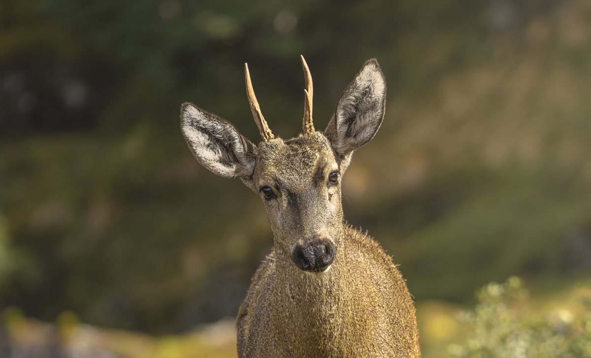 El Huemul [Foto: Fundación Rewilding Chile]