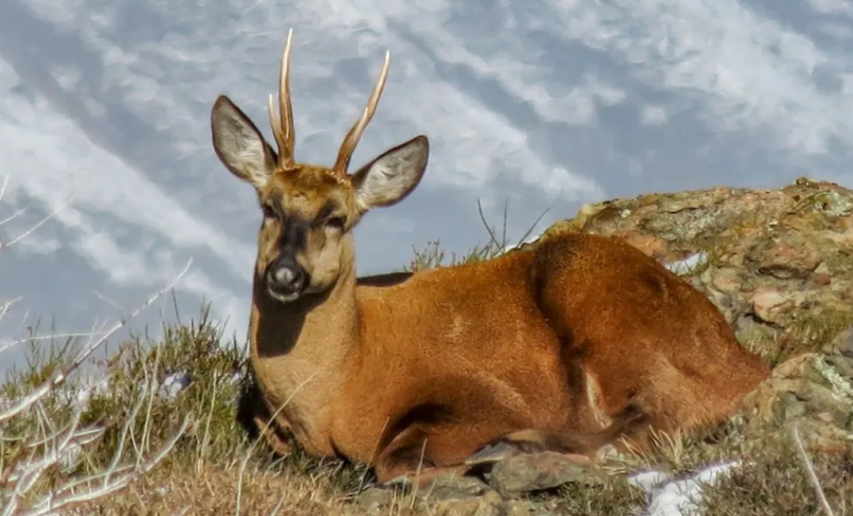 El Huemul [Foto: Neuquén Informa]