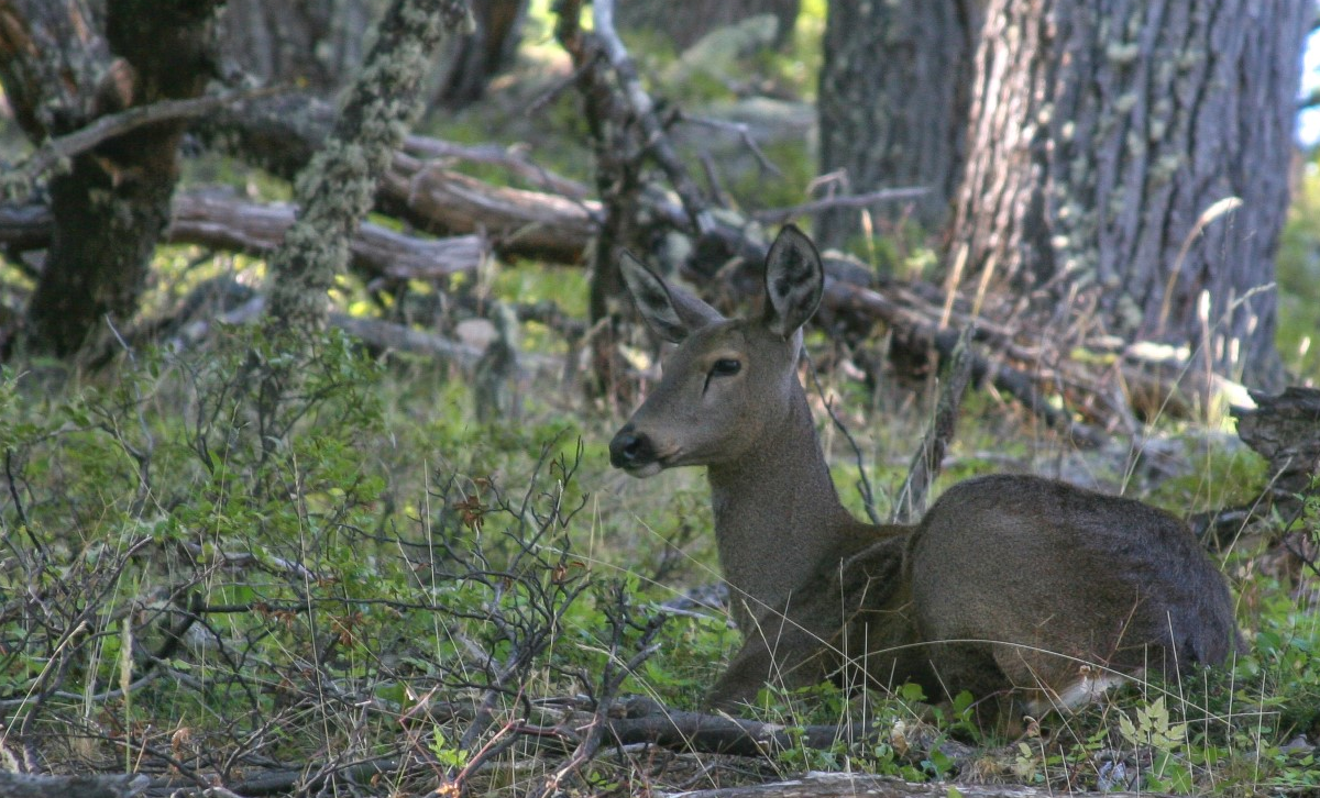 Huemul [Foto: Argentina.gob.ar]