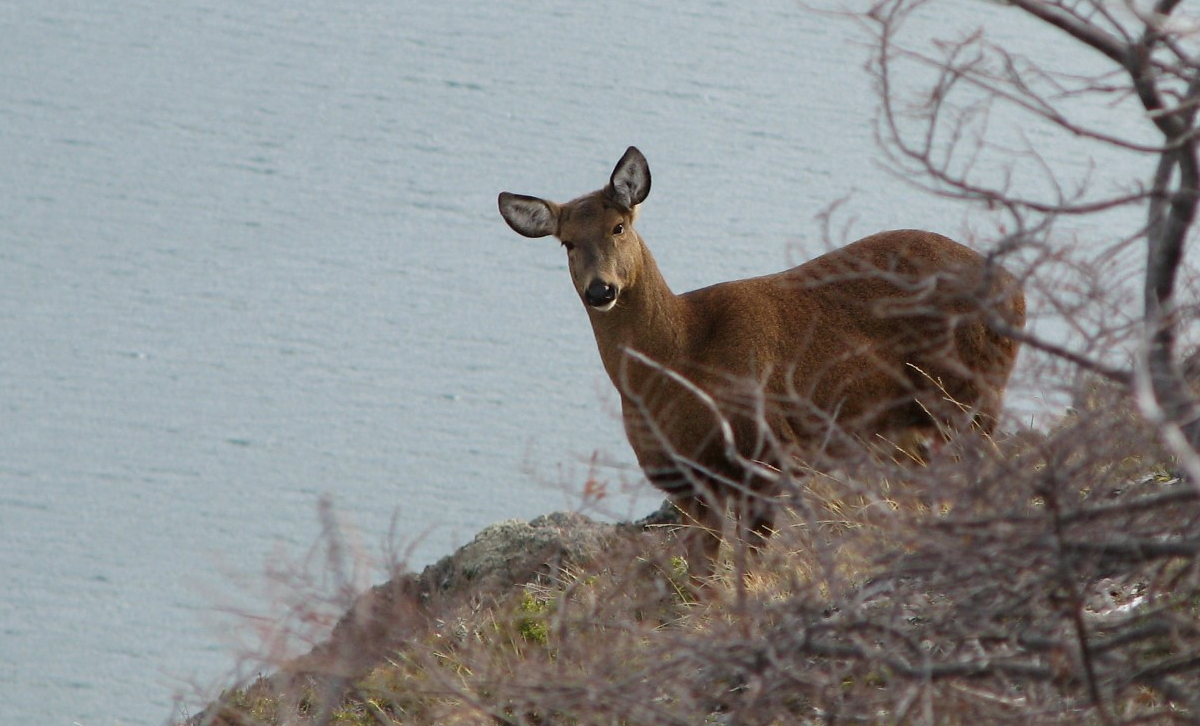 Huemul [Foto: Argentina.gob.ar]