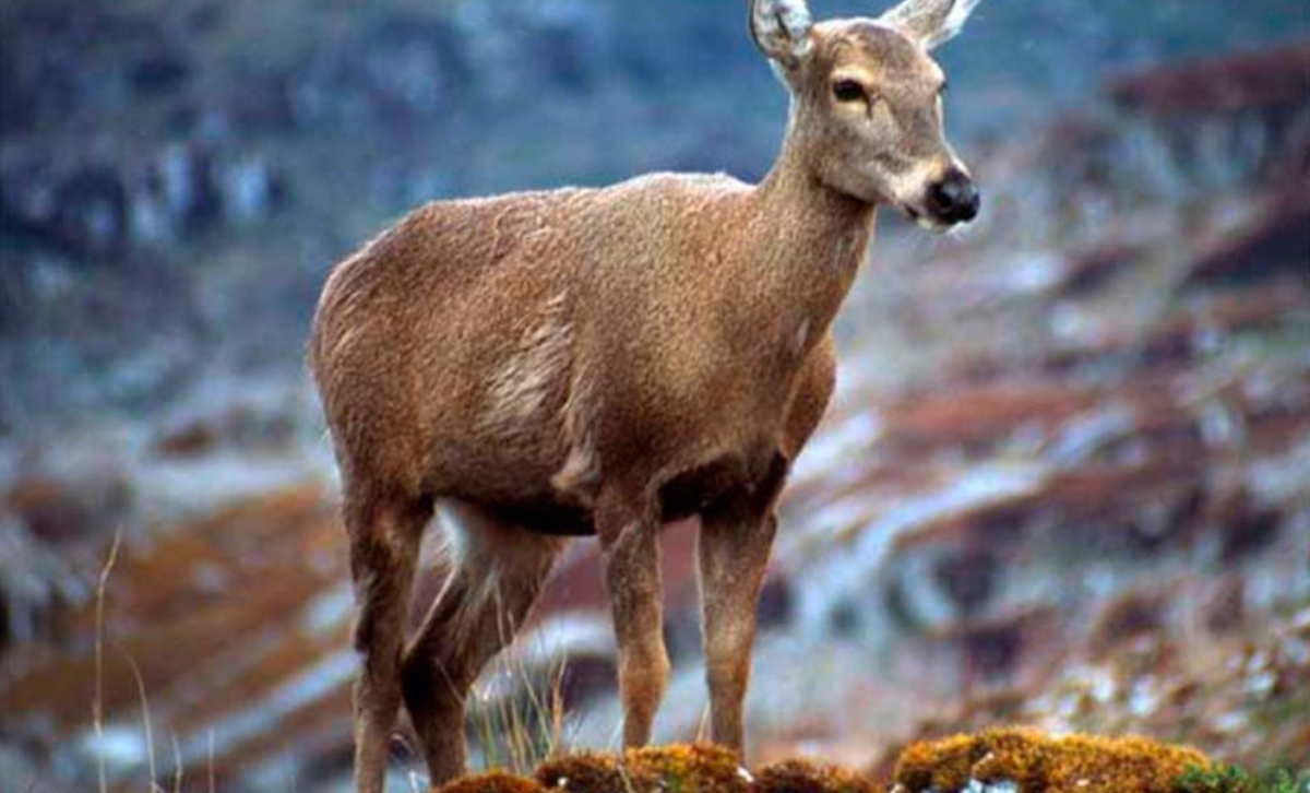 Huemul [Foto: Facultad de Odontología de Chile]