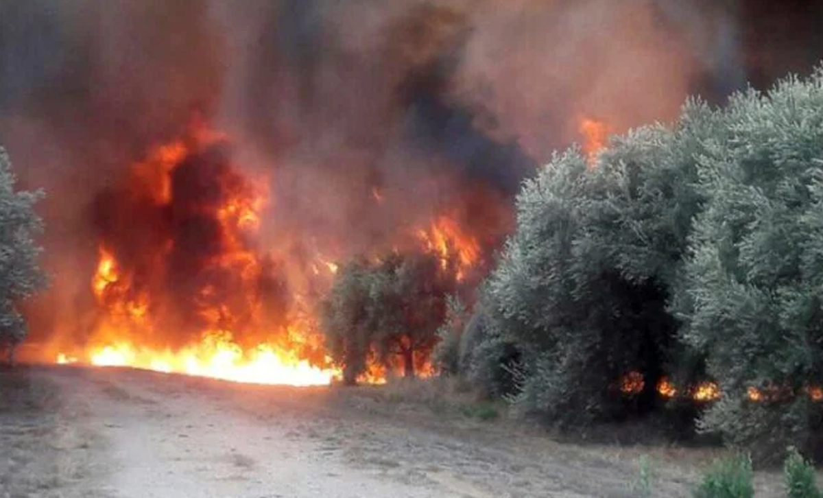 Incendio forestal en La Rioja [Foto: Revelando Nuestras Regiones]