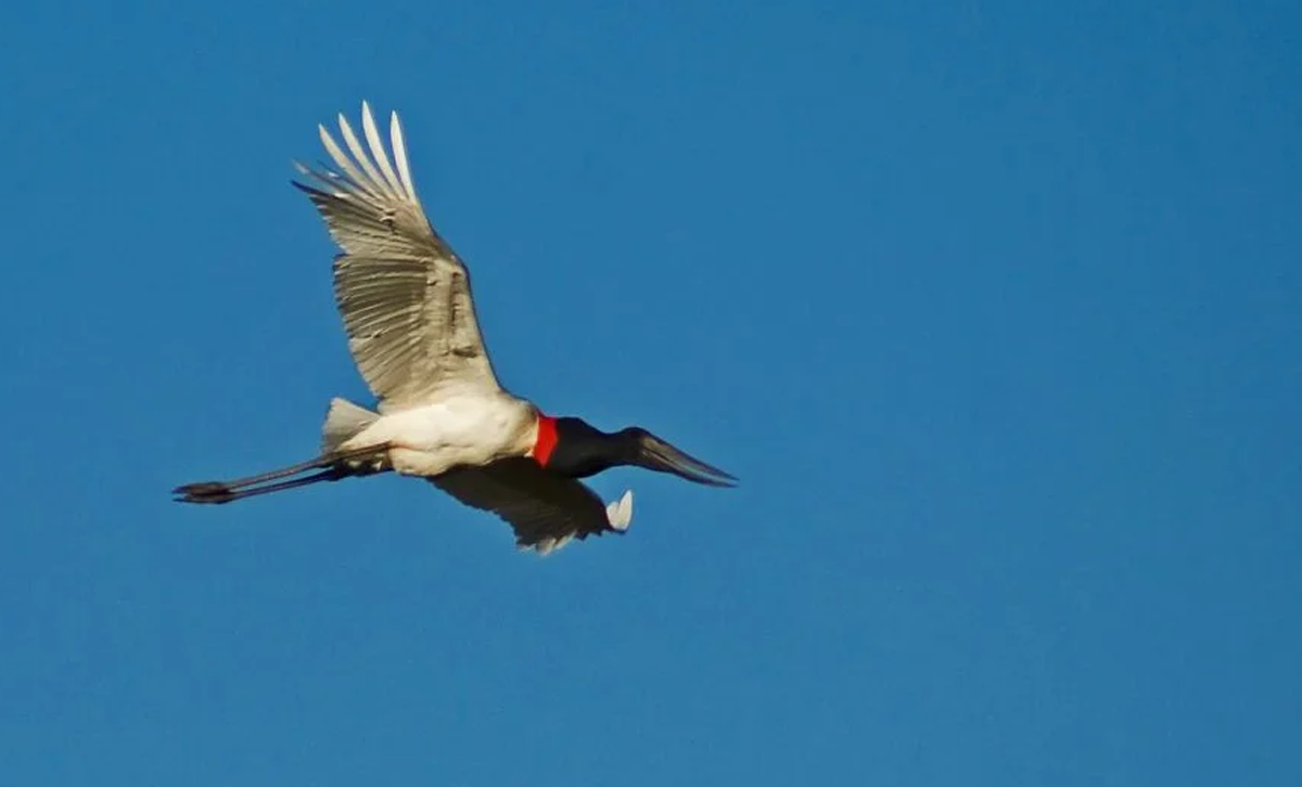 Jabiru [Foto: Edwin Harvey / Revelando Nuestras Regiones]