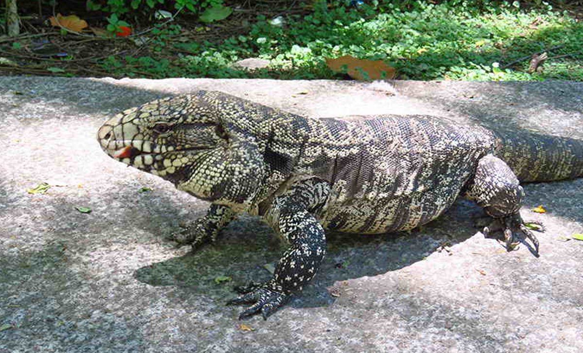 Lagarto Overo [Foto: Sergio Cusano / Reserva Ecológica Costanera Sur]