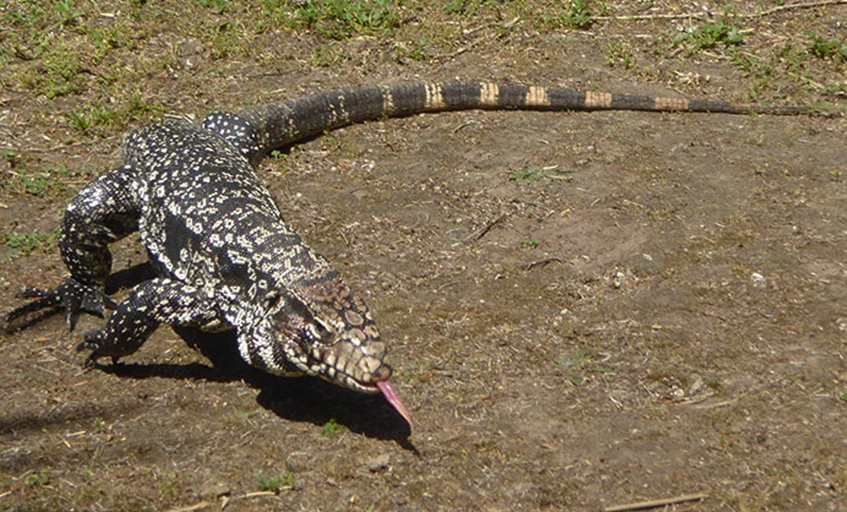 Lagarto Overo [Foto: Animales Argentinos]